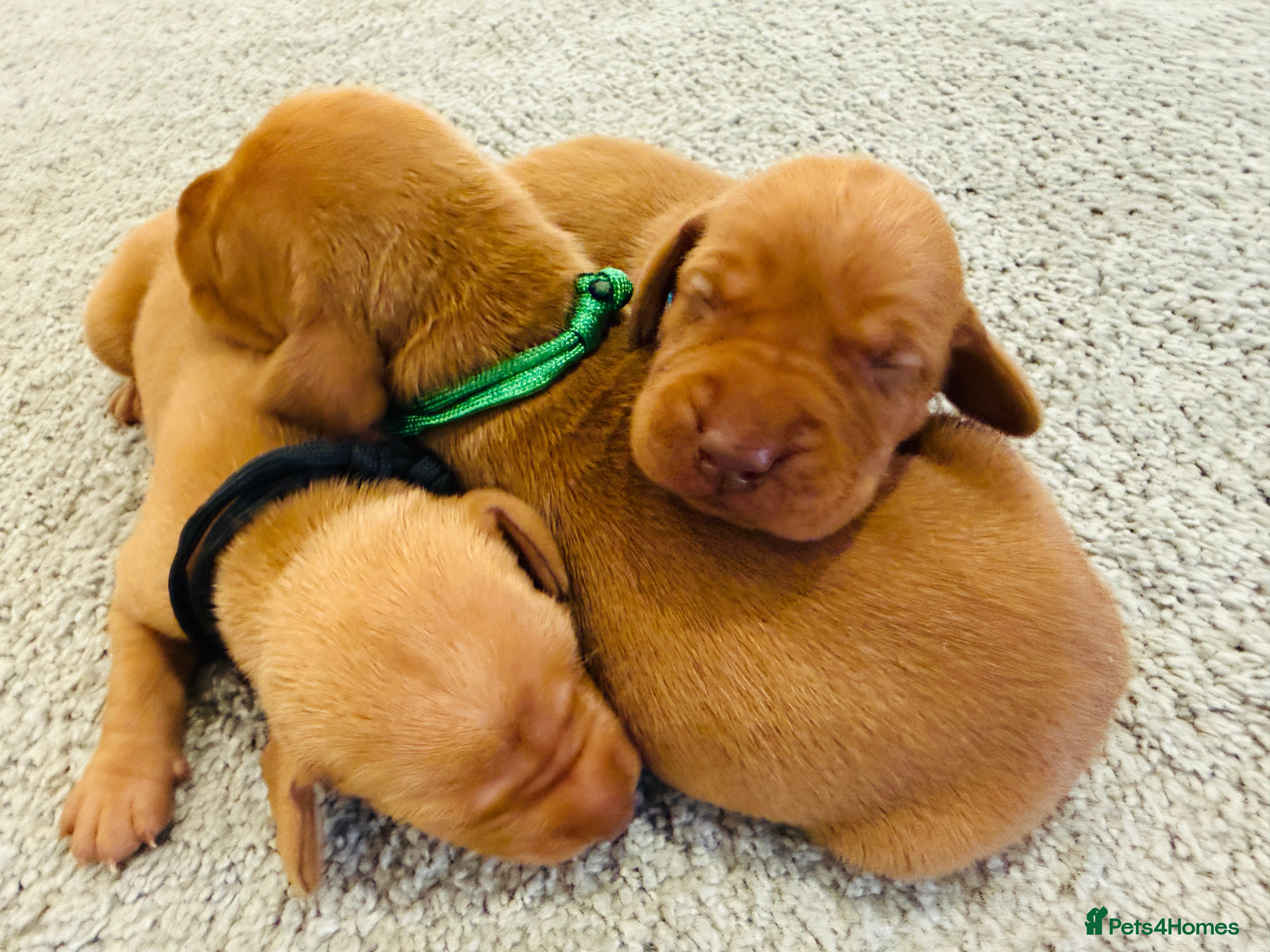 Hungarian Vizsla dogs KC Reg. Hungarian Vizsla puppies - Advert 2