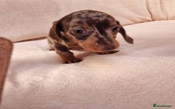 Miniature Dachshund dogs for sale: Miniature dachshund  - Image 5