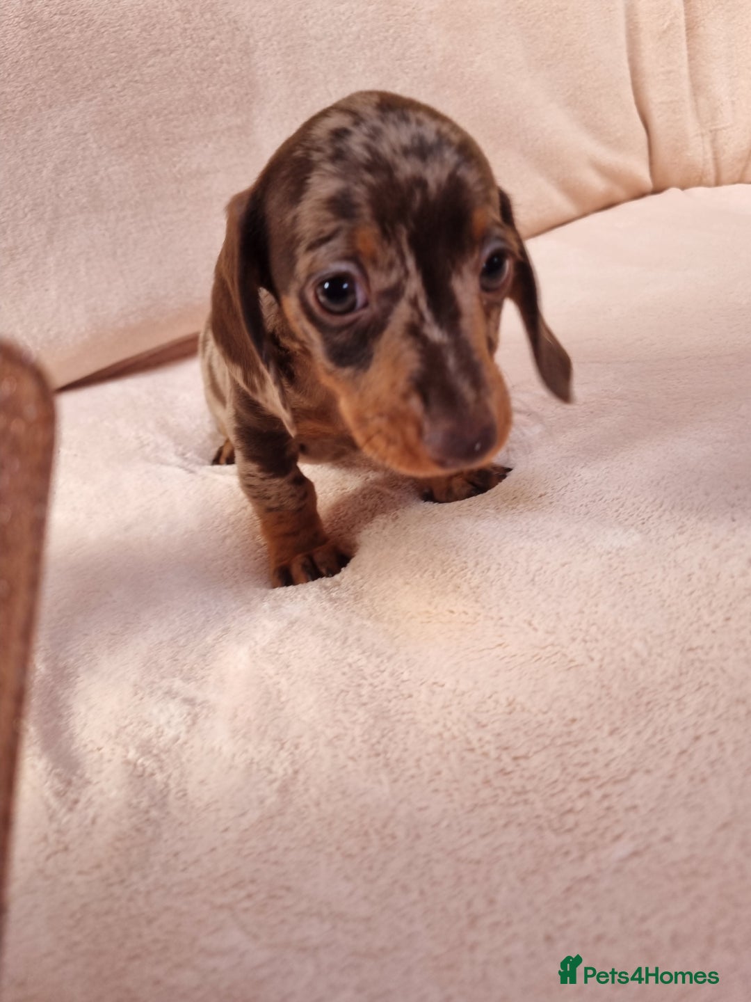 Miniature Dachshund dogs for sale: Miniature dachshund  - Image 5