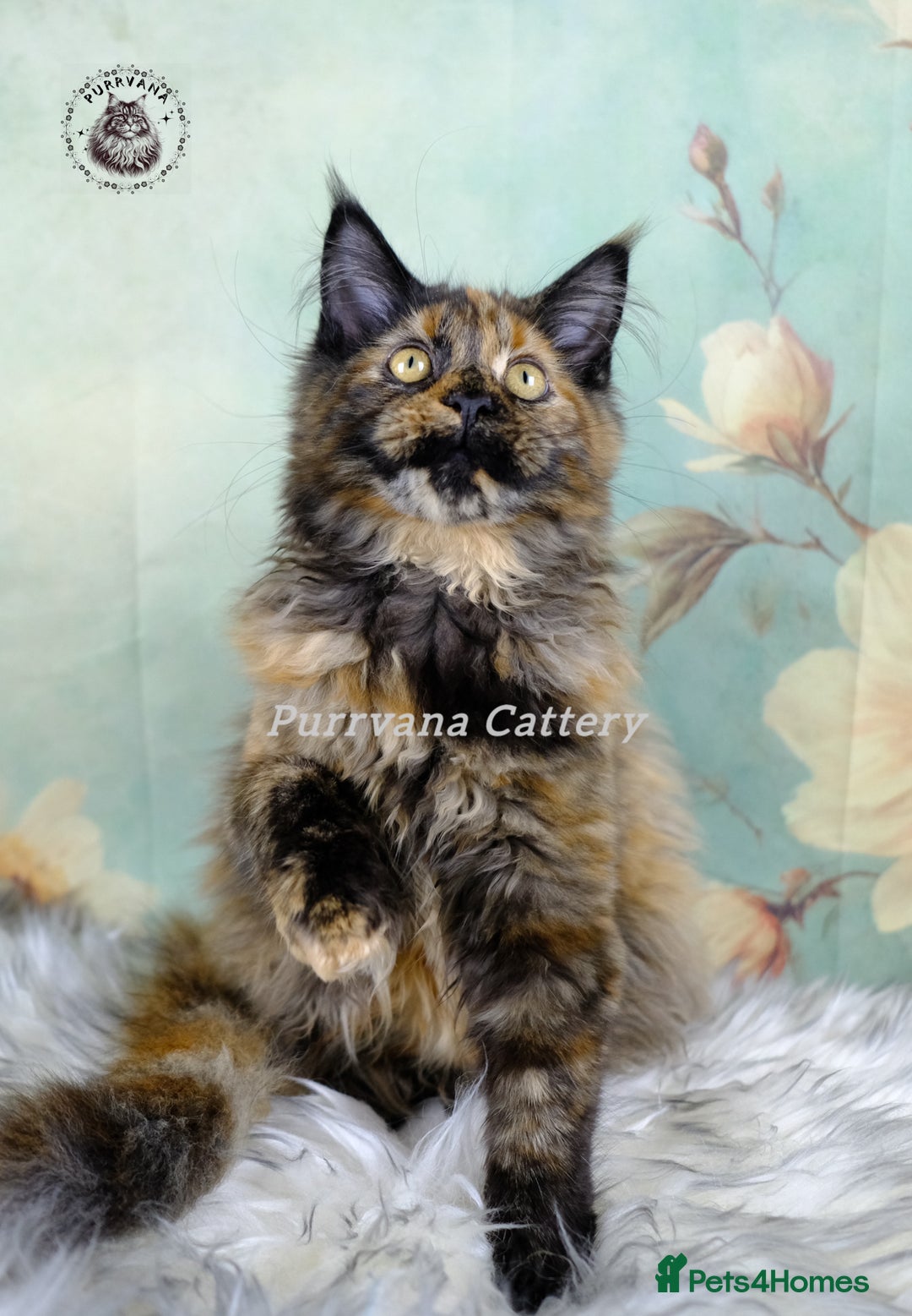 Maine Coon cats for sale: TICA registration Maine coon kittens READY NOW - Advert 2