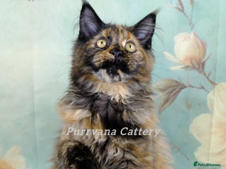 Maine Coon cats TICA registration Maine coon kittens READY NOW - Advert 5