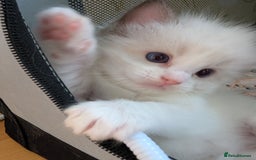 Ragdoll cats for sale: Gorgeous GCCF registered kittens - Image 10