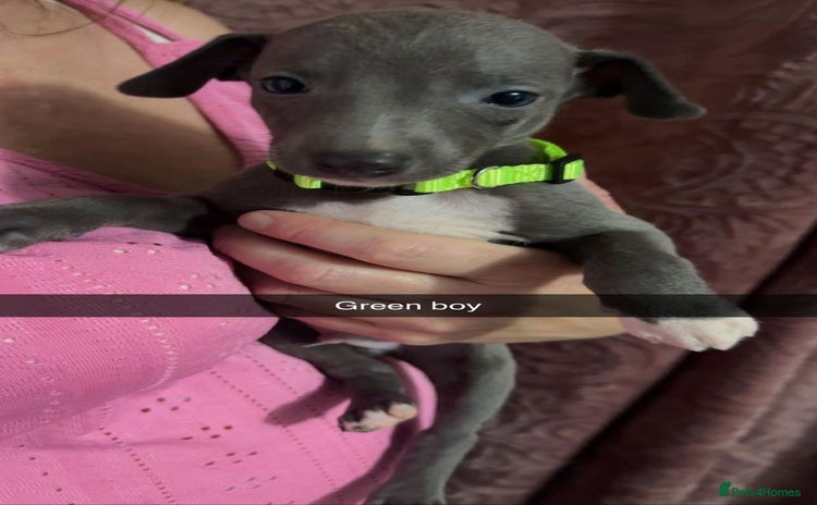 Italian Greyhound dogs - Advert 3