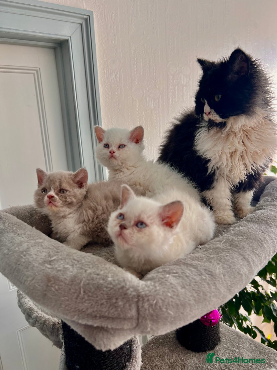 Selkirk Rex cats for sale: SELKIRK REX KITTENS  😻 - Advert 25