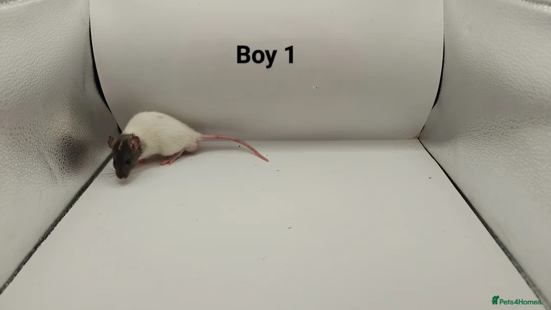 Rat rodents for sale: FEB: 20 Rats (3 Rats: 2 Boys & 1 Girl Left) - Advert 2