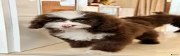 Toy Poodle dogs for sale: Toy poodle female - Advert 4