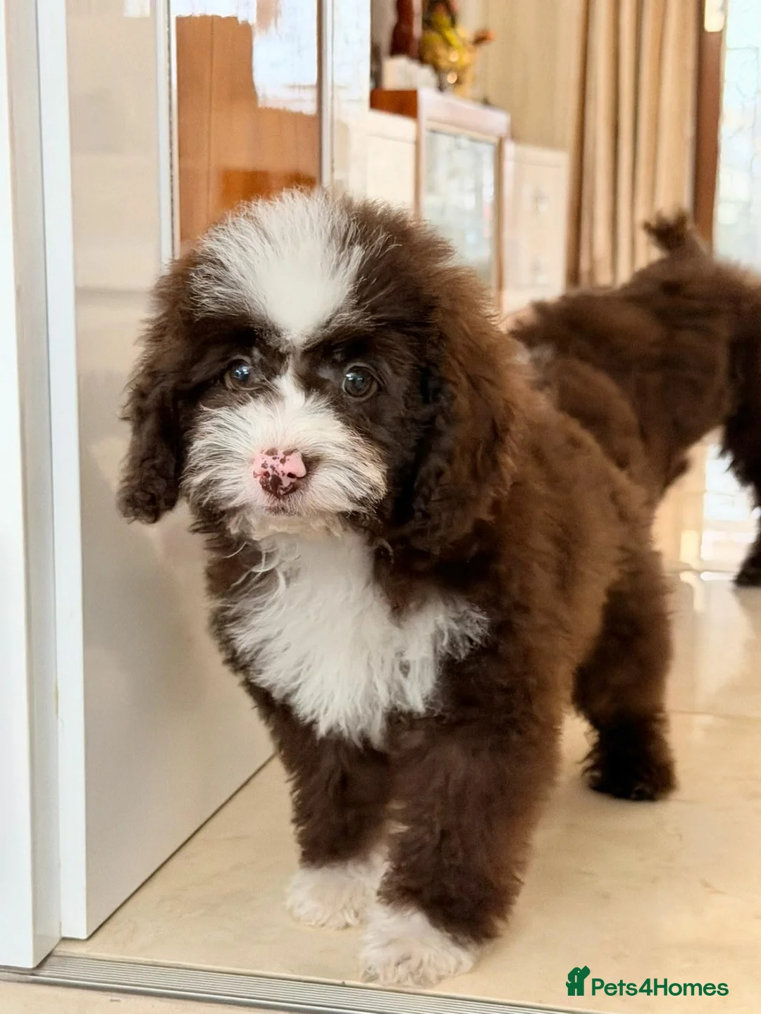 Toy Poodle dogs for sale: Toy poodle female - Advert 4