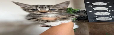 Tabby Boy