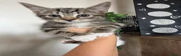 Mixed Breed cats for sale: Beautiful Tri Colour Calico Tuxedo Tabby Kittens - Advert 6