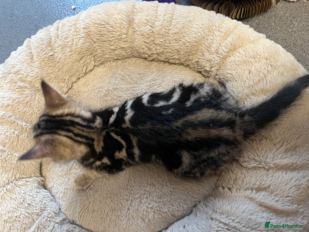 Mixed Breed cats for sale:  🐾 Stunning Mixed Tabby Kittens Available 🐾 - Advert 15