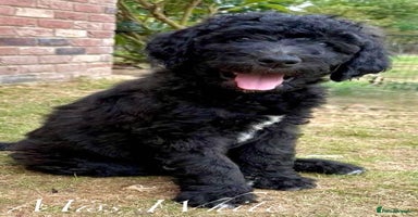 Mixed Breed dogs - Advert 10