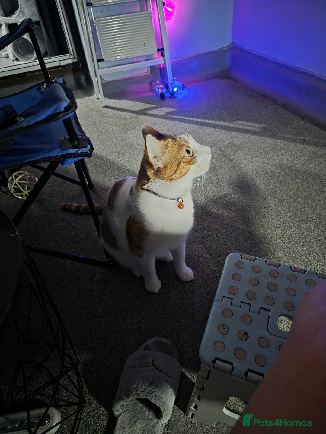 Mixed Breed cats for sale: My 3 beautiful boys - Image 2
