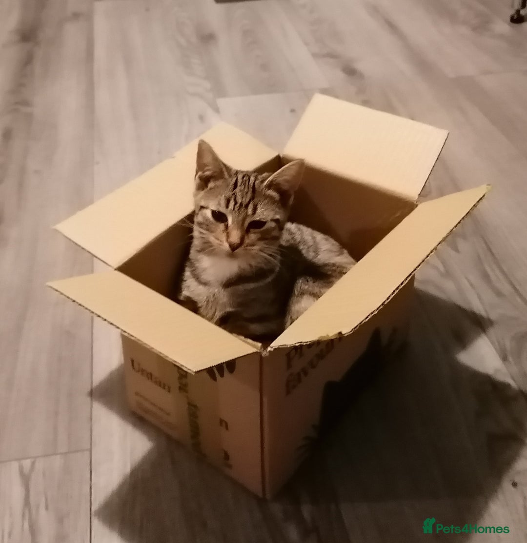 Domestic Shorthair cats for sale: 14 week kitten.  - Image 2