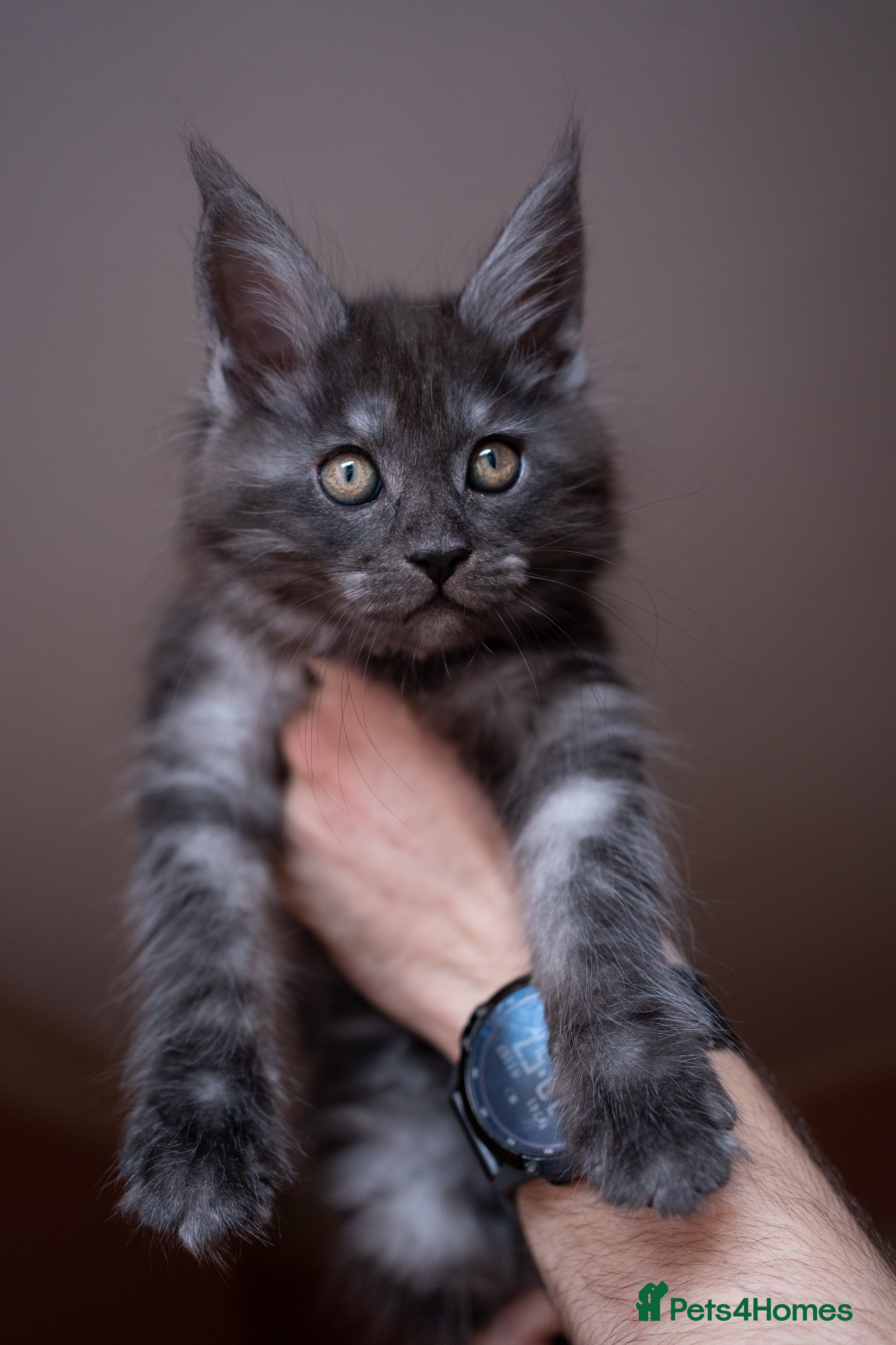Maine Coon cats Maine Coon kittens available  - Advert 1