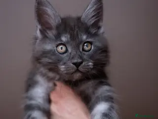 Maine Coon cats Maine Coon kittens available - Advert 4