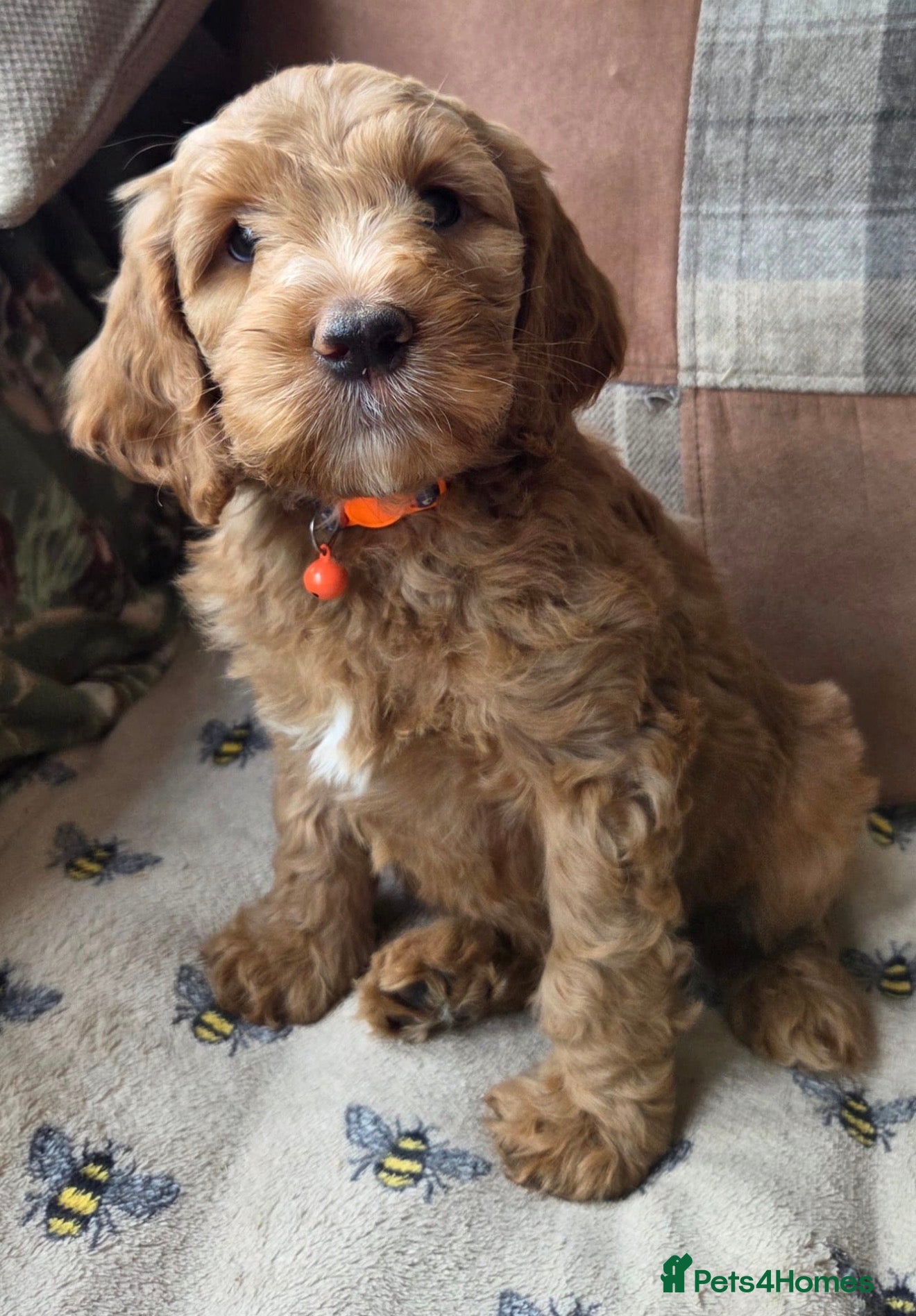Australian Labradoodle dogs Australian x Irish doodle multi gen mix  - Advert 1