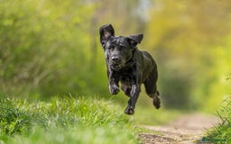 Labrador Retriever dogs for sale: Stunning KC registered fully health tested. - Image 7