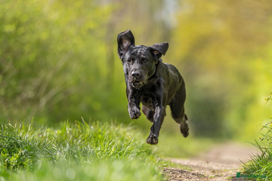 Labrador Retriever dogs for sale: Stunning KC registered fully health tested. - Image 7
