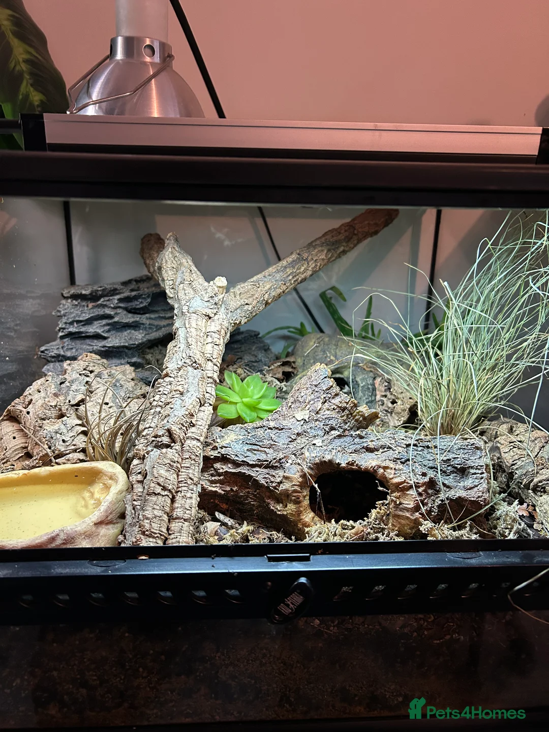 Snake reptiles for sale: Kenyan Sand Boa + Enclosure full setup  - Advert 4