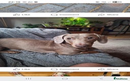 Dachshund dogs for stud: This is Rex - Image 3