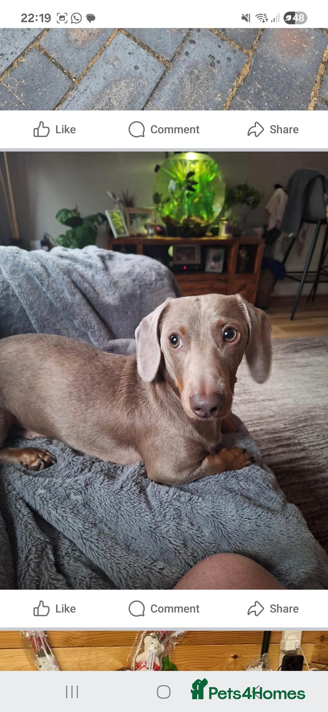 Dachshund dogs for stud: This is Rex - Image 3