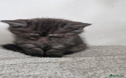British Shorthair cats for sale: 4 British Shorthair  - Image 13