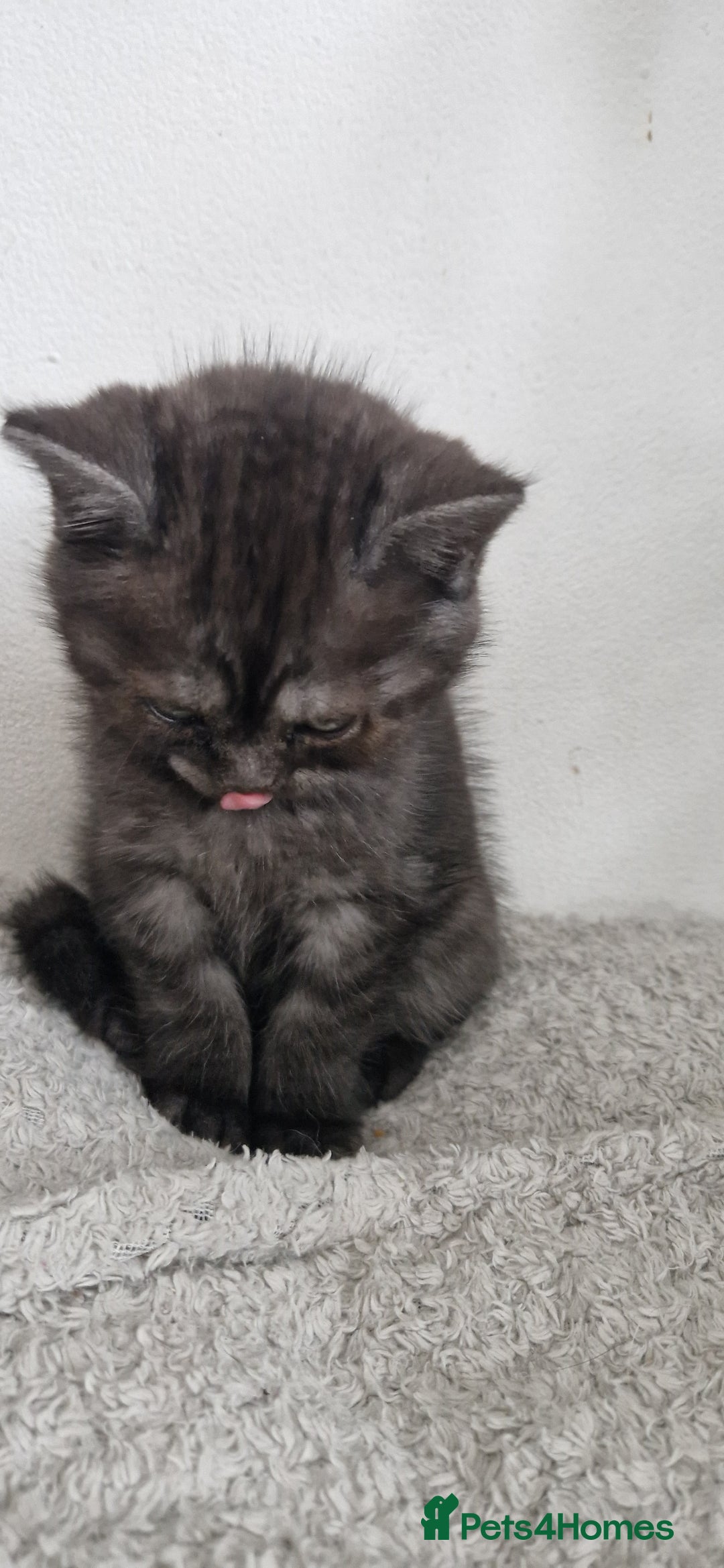 British Shorthair cats for sale: 4 British Shorthair  - Image 13