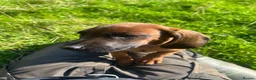 Bavarian Mountain Hound dogs for sale: Bavarian mountain hound pups - Advert 15