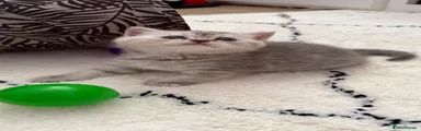 British Shorthair Kitten 1