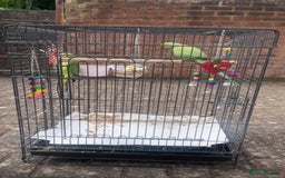 Parrots birds for sale: Indian ring neck parrots  - Image 2