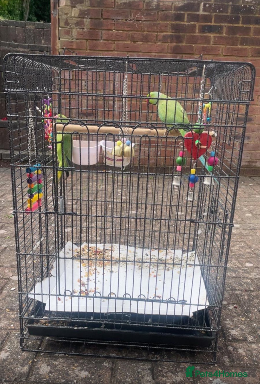 Parrots birds for sale: Indian ring neck parrots  - Image 2