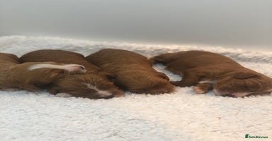 Cavapoo dogs Red F1 Cavapoo Ready to leave 20th December🐾🩵 - Advert 6