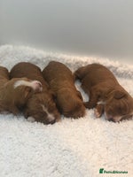 Cavapoo dogs Red F1 Cavapoo Ready to leave 20th December🐾🩵 - Advert 9