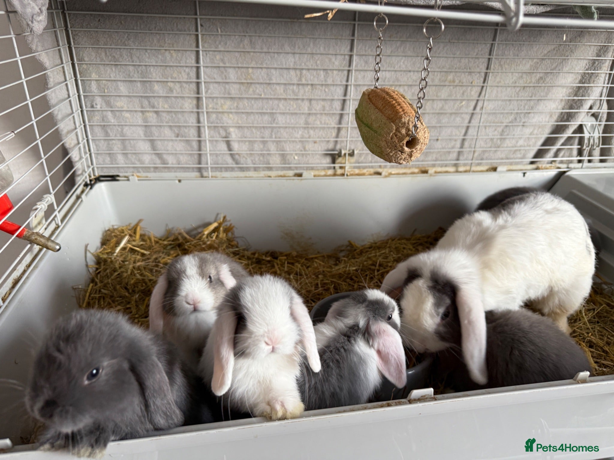 Mini Lop rabbits Mini lop bunny rabbits  - Advert 16