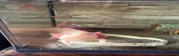 Other/Mixed Breed fish for sale: beautiful albino axolotl in Stoke-on-Trent - Advert 3