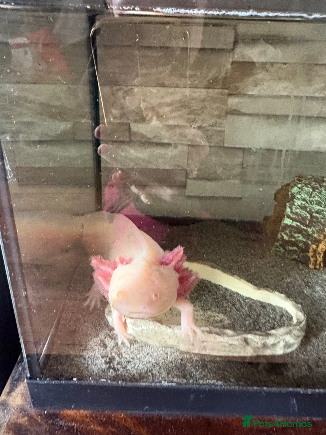 Other/Mixed Breed fish for sale: beautiful albino axolotl in Stoke-on-Trent - Advert 3