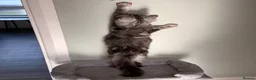 Maine Coon cats for sale: beautiful Venus Pure Maincoon  - Advert 7