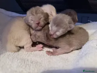 Burmese cats GCCF registered, home raised Burmese kittens - Advert 1