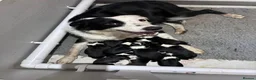 Border Collie dogs for sale: Fully health tested collie pups  - Advert 9