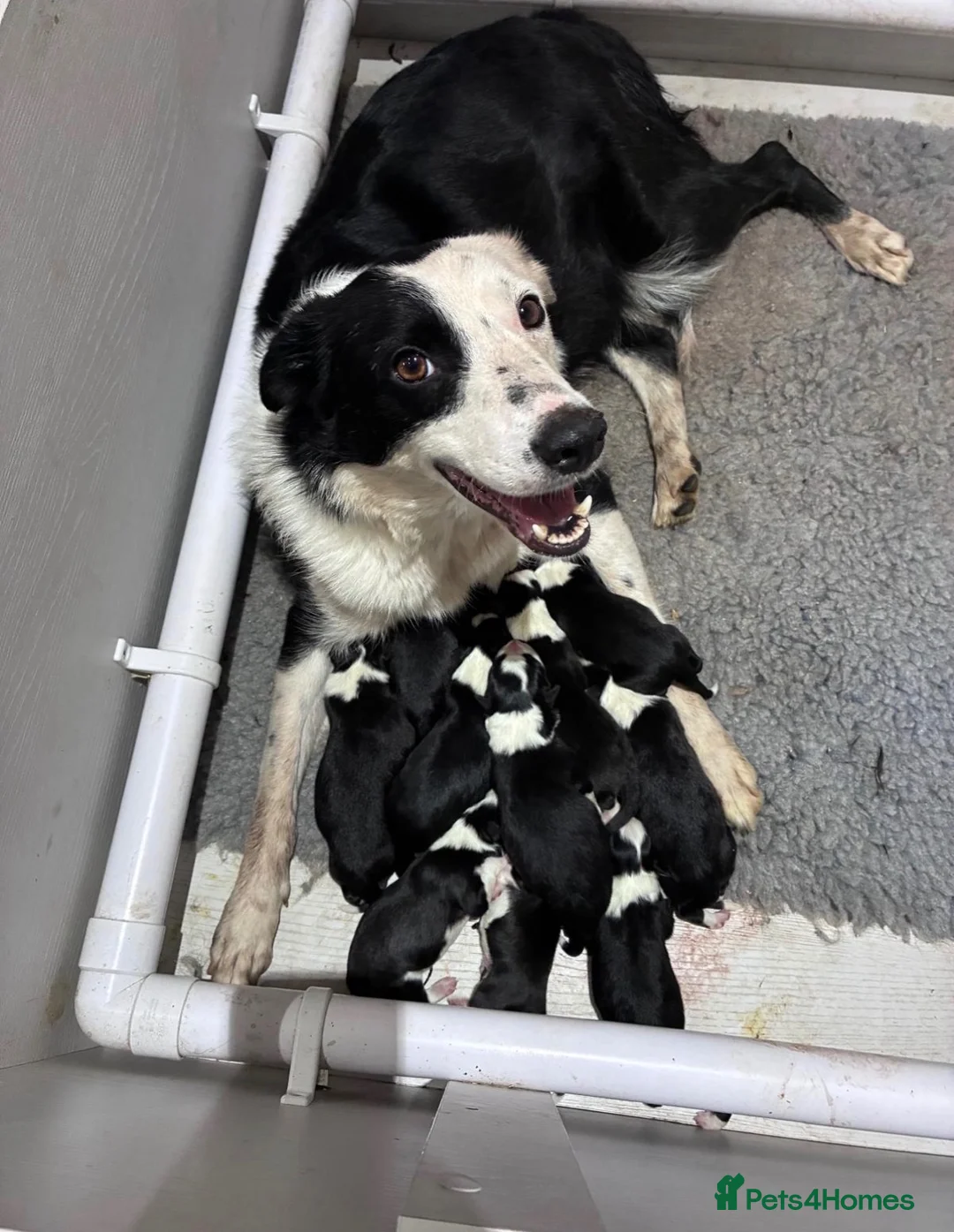 Border Collie dogs for sale: Fully health tested collie pups  - Advert 9