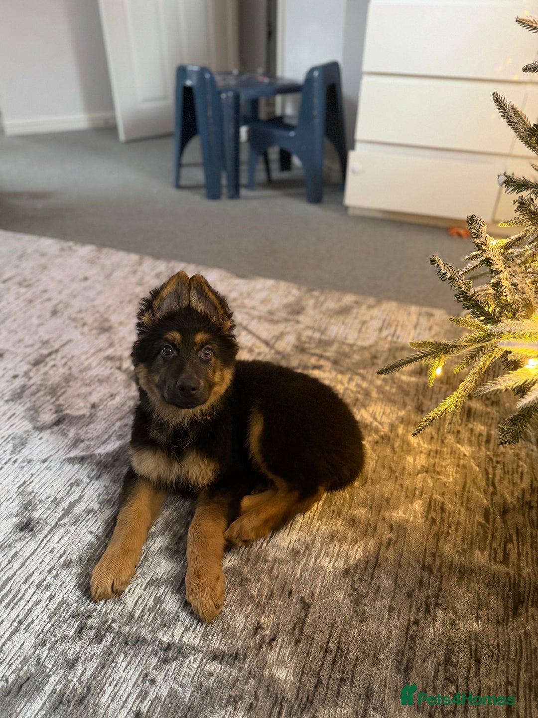 German Shepherd dogs for sale: German Shepherd Male - Advert 6