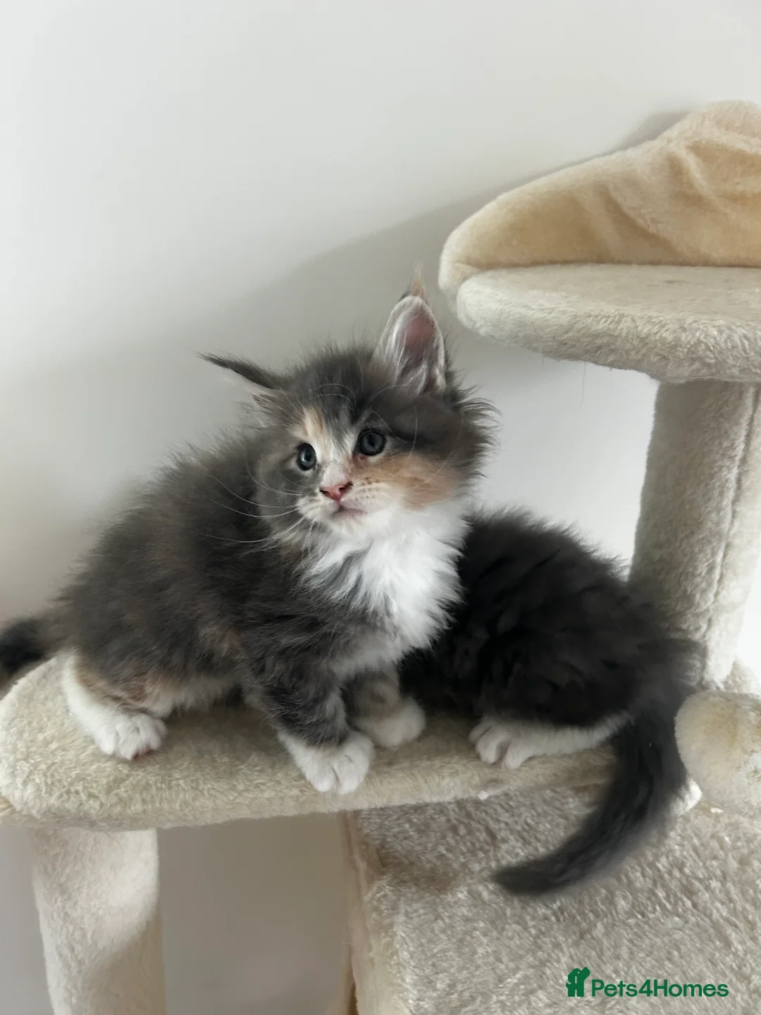 Maine Coon cats for sale: Find Your Purrfect Match! - Advert 5