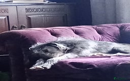 Mixed Breed dogs for sale: Female blue/grey lurcher - Image 3