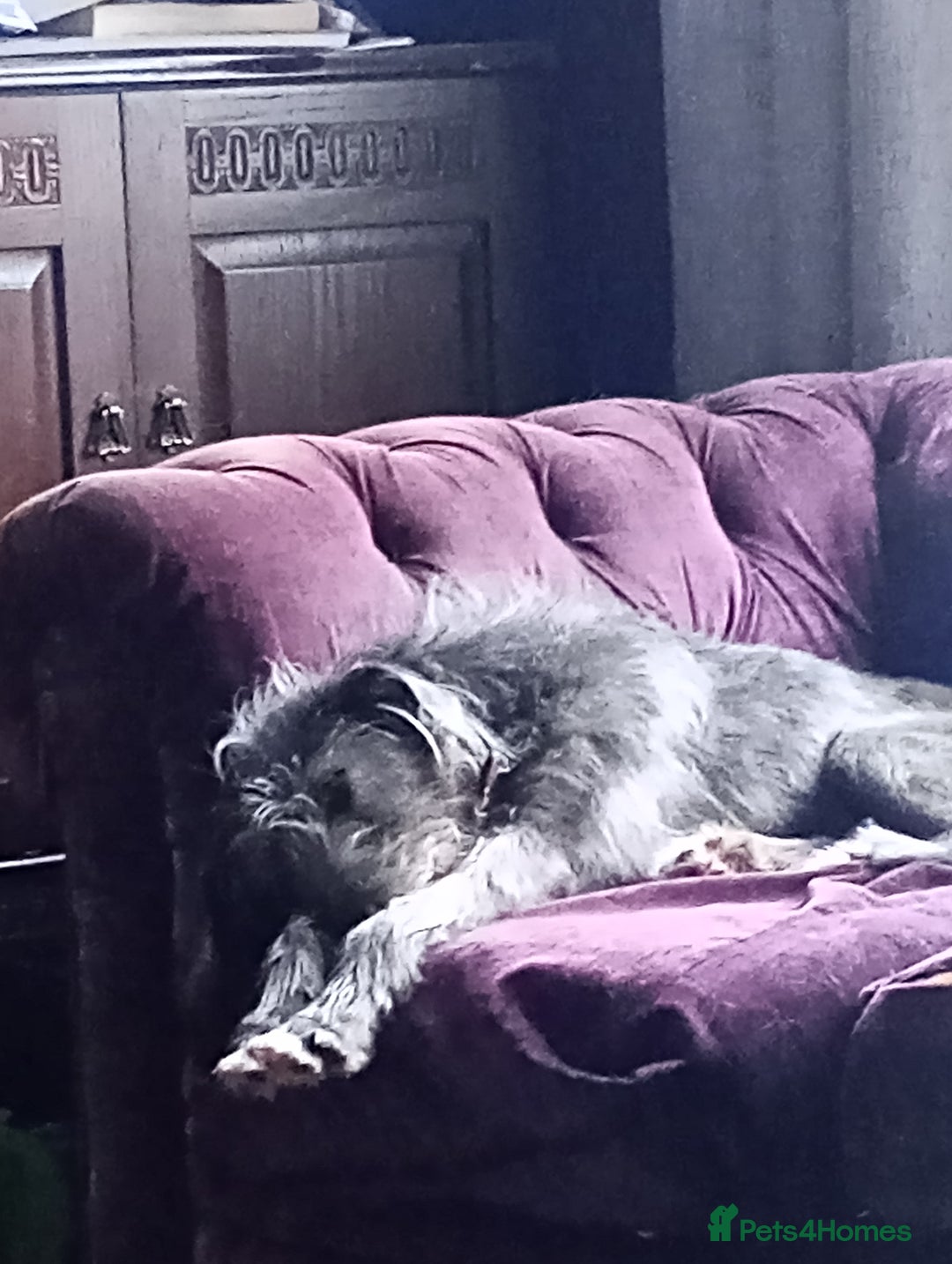 Mixed Breed dogs for sale: Female blue/grey lurcher - Image 3