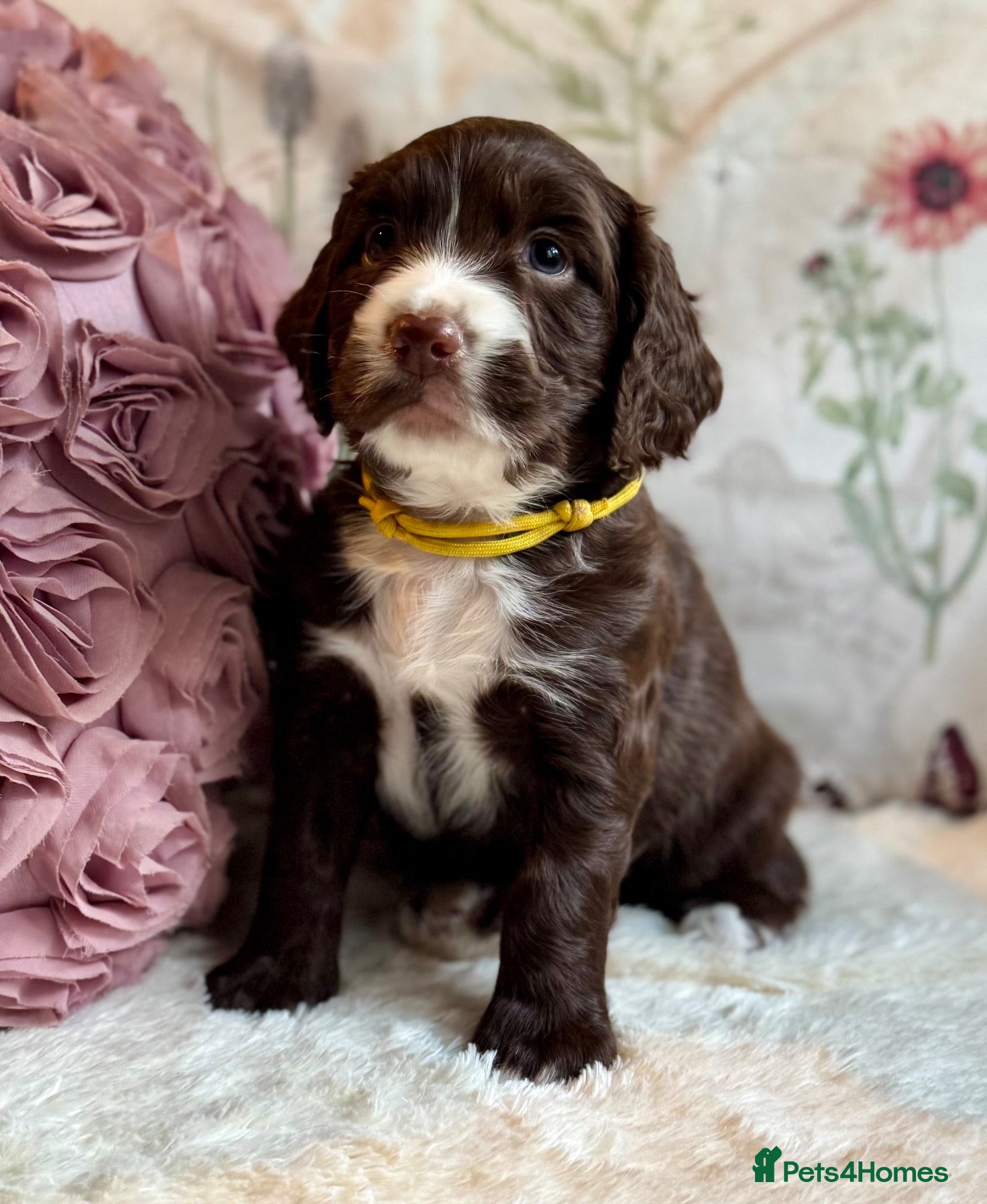 Sprocker dogs Sprocker Spaniel pups  - Advert 1