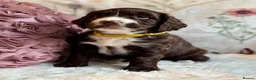 Sprocker dogs for sale: Sprocker Spaniel pups  in Stranraer - Advert 1