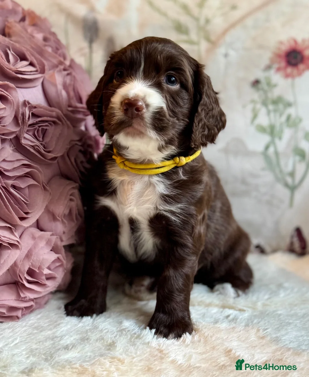 Sprocker dogs for sale: Sprocker Spaniel pups  in Stranraer - Advert 1