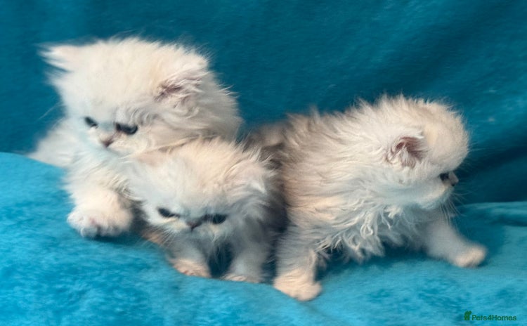 Persian cats - Advert 4