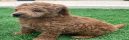Toy Poodle dogs for sale: Kc red toy poodle puppys - Advert 2