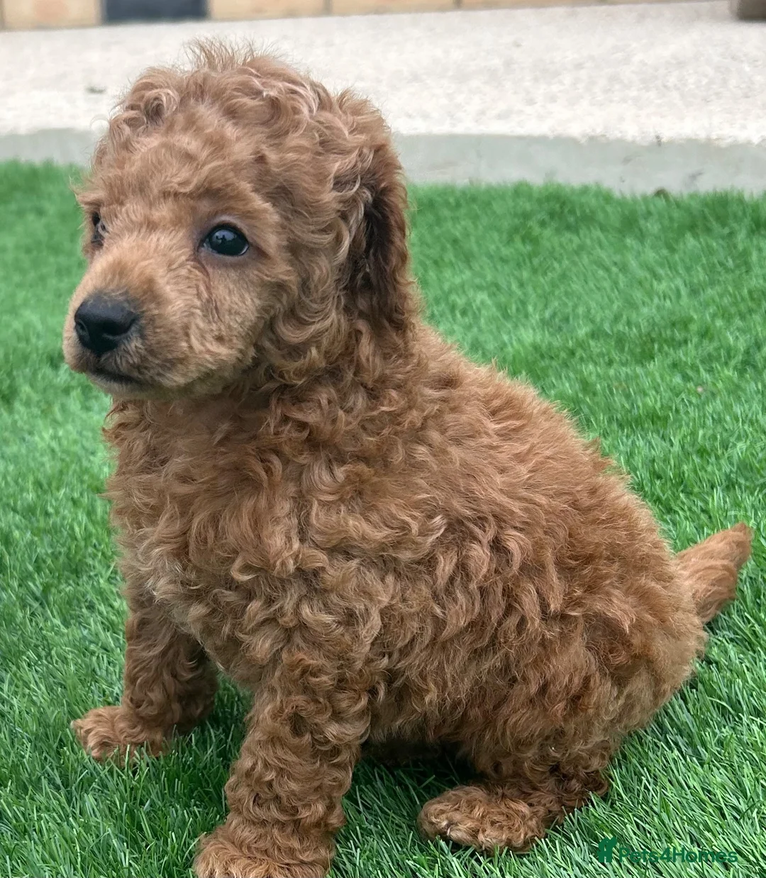 Toy Poodle dogs for sale: Kc red toy poodle puppys - Advert 2